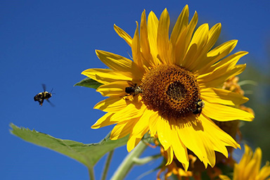 Sunflower image for Discussion Starters section for novels by Noelle Sickels